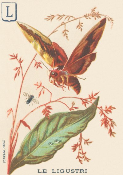 Ligustri (Sphinx ligustri oder Liguster-Schwärmer) von French School