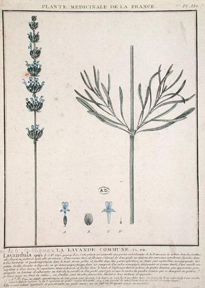 Lavendel Spike, Platte aus 