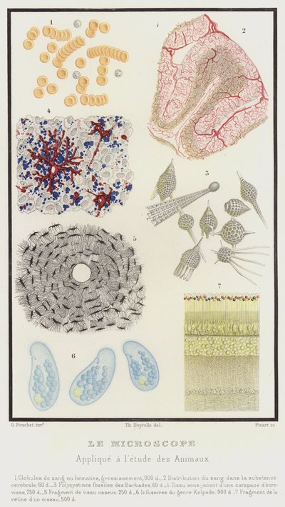 Das Mikroskop, angewendet auf das Studium der Tiere von French School