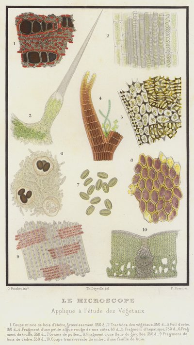 Das Mikroskop, angewendet auf das Studium der Pflanzen von French School