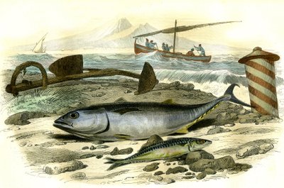 Der Thunfisch (Scomber Thynnus), die Makrele (Scomber Scombrus) - Tafel aus Histoire Naturelle von Bernard Germain de Lacepede von French School