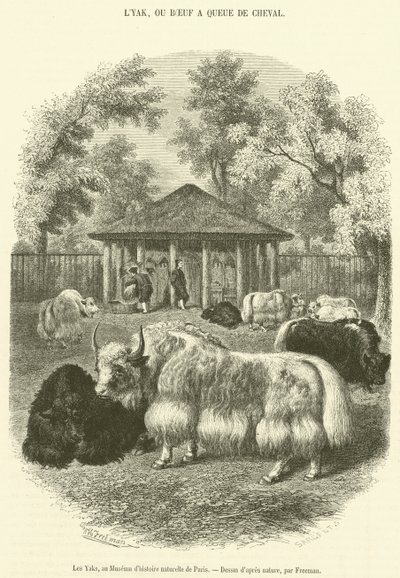 Die Yaks im Naturkundemuseum von Paris von French School