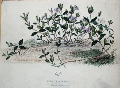 Kleine Immergrün oder Vinca minor von French School