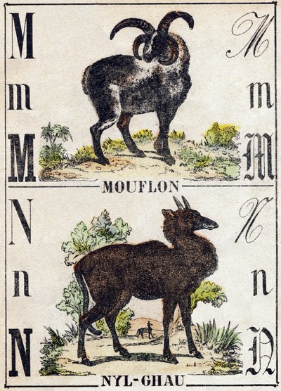 Buchstabe M Mouflon; N Nyl-ghau (Nyl ghau). Gravur in „Alphabet der wilden Tiere“. 9. Serie. Bildsprache von Epinal, Pellerin, Drucker-Verleger, um 1870. Holzschnitte, schabloniert. 16 Seiten. Private Sammlung von French School