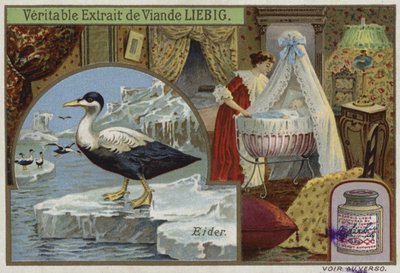Liebig-Karte mit einer Eiderente von French School
