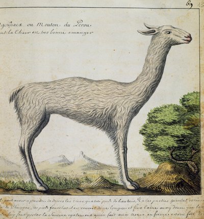 Lama, Peru, aus dem Logbuch von Jacques Gouin de Beauchesne von French School