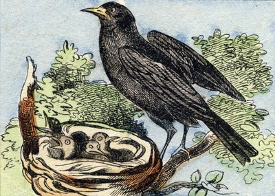 Amsel. Gravur in "Buffon Alphabet des Oiseaux n 2" von French School