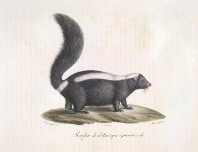Stinktier, aus Histoire Naturelle des Mammifères von French School