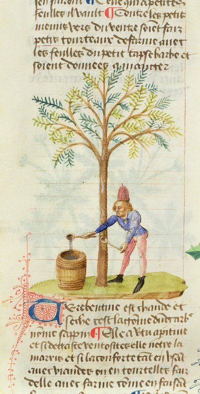 Ms Est 28 M.5.9 fol.165r Sammeln von Terpentin, aus Grand Herbier von Pedanius Dioscorides (ca. 40-90 n. Chr.) von French School