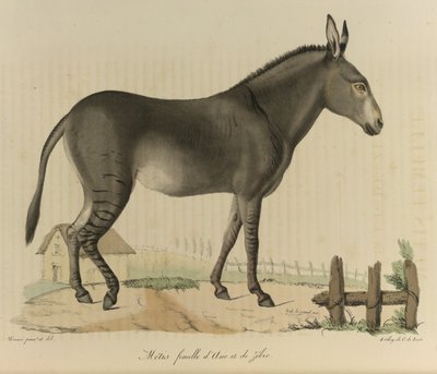 Weiblicher Hybrid, aus 