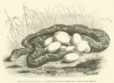 Naturkundemuseum, Inkubation eines Python mit zwei Streifen von French School