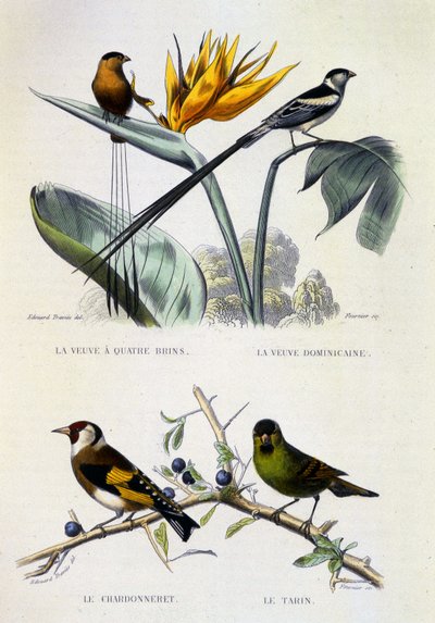 Naturgeschichtstafel: Vögel: La Veuve à quatre brins, La Veuve dominique, Le chardonneret, Le Tarin - Werke von Buffon, Band V, 19. Jahrhundert. von French School