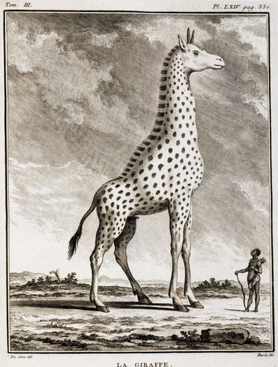 Naturgeschichtstafel: Die Giraffe - in „Naturgeschichte, allgemein und besonders“ von Buffon von French School