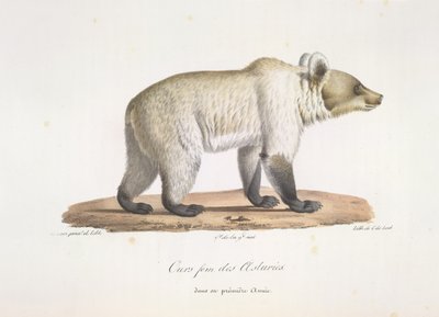 Weiblicher spanischer Braunbär, aus Histoire Naturelle des Mammifères von French School