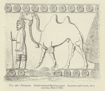 Persepolis, Doppelhöckriges Baktrisches Kamel von French School