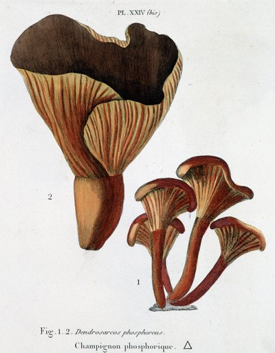 Phosphorischer Pilz in Jean Jacques Paulet „Traité des champignons“, Ende des 18. Jahrhunderts von French School
