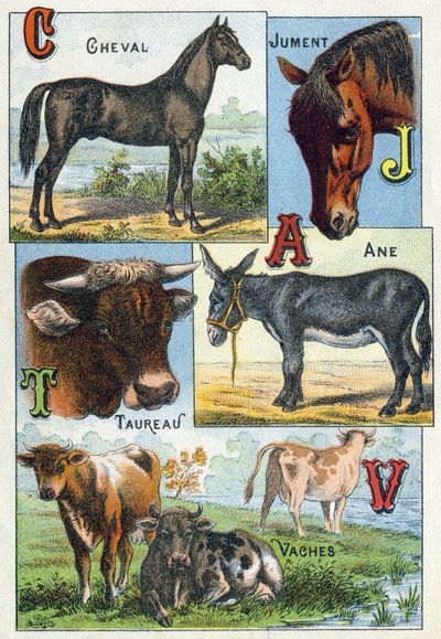 Tafel 1: Pferd, Stute, Stier, Esel, Kühe. Gravur in "Syllabary alphabet of domestic animals and farmyard". Serie A. Pellerin et Cie, Drucker-Verleger, Epinal, Ende des 19. Jahrhunderts. Chromolithographien. Dim: 19,5 x 13,5 cm von French School