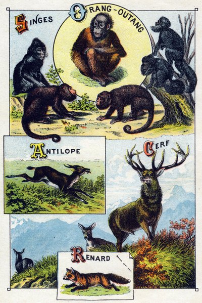 Tafel 1: Affen, Orang-Utan, Antilope, Hirsch, Fuchs. Gravur in "Silbenalphabet der wilden Tiere". Serie A. Pellerin et Cie, Drucker-Verleger, Epinal, Ende des 19. Jahrhunderts von French School