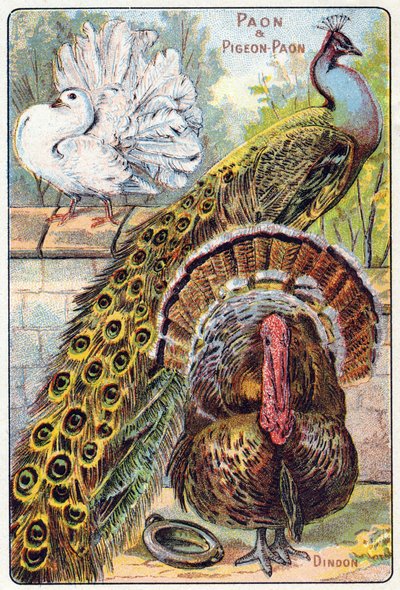 Tafel 1: Pfau und Pfautaube, Truthahn. Gravur in "Syllabary alphabet of birds and reptiles" von French School