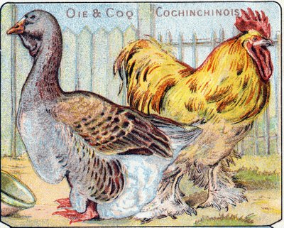 Tafel 2: Gans und Cochinesischer Hahn. Gravur in "Syllabary Alphabet der Vögel und Reptilien". Serie A. Pellerin et Cie, Drucker-Verleger, Epinal, Ende des 19. Jahrhunderts. von French School