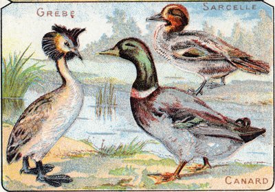 Tafel 2: Haubentaucher, Krickente, Ente. Gravur in "Syllabary alphabet of birds and reptiles". Serie A. Pellerin et Cie, Drucker-Verleger, Epinal, Ende des 19. Jahrhunderts. Chromolithographien. Kleines 8-seitiges Werbealbum mit einem Silbenalphabet und ei von French School