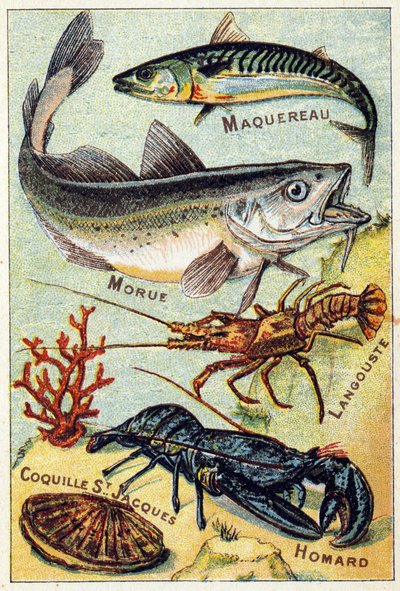 Tafel 2: Makrele, Kabeljau, Hummer, Jakobsmuschel, Hummer. Gravur in "Syllabary alphabet of sea and freshwater fish" von French School