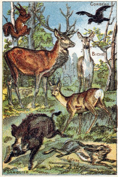 Tafel 3: Rabe, Eichhörnchen, Färber, Hirsch, Wildschwein, Hase. Gravur in "Syllabary alphabet all kinds of beets" von French School