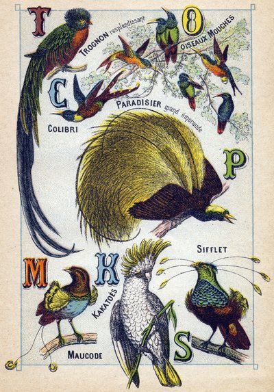 Tafel 3: Glänzender Kern, Fliegenvögel, Kolibri, Smaragdparadies, Kakadus, Pfeife, Maucode. Gravur in "Syllabary alphabet of birds" von French School