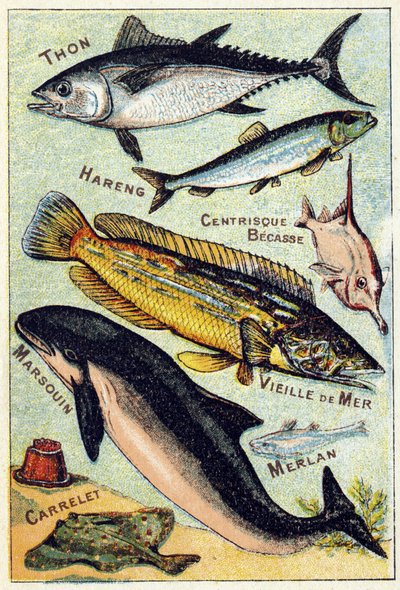 Tafel 3: Thunfisch, Hering, Centric-Schnabel, Alter See, Schweinswal, Wittling, Ziegel. Gravur in "Syllabary alphabet of sea and freshwater fish" von French School