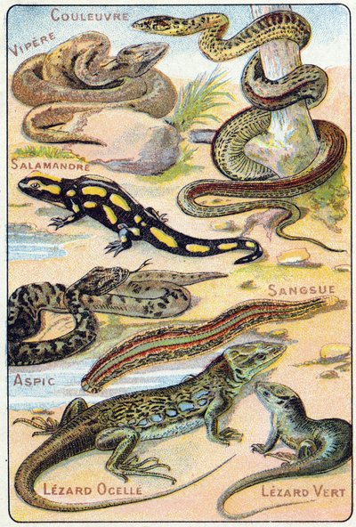 Tafel 4: Schlange, Viper, Salamander, Aspik, Blutegel, Ocellierter Eidechse, Grüner Eidechse. Gravur in "Syllabary alphabet of birds and reptiles". Serie A. Pellerin et Cie, Drucker-Verleger, Epinal, Ende des 19. Jahrhunderts. Chromolithographien. von French School