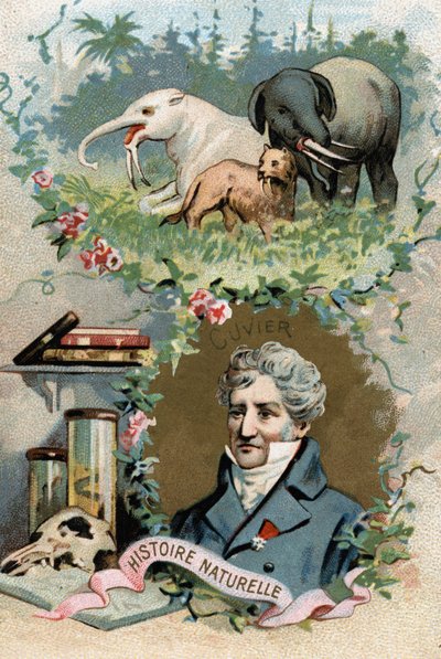 Porträt von Baron Georges Cuvier, französischer Zoologe und Paläontologe (1769-1832), Begründer der vergleichenden Anatomie. Chromolithographie des 19. Jahrhunderts von French School