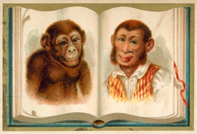 Porträts eines Affen und eines Mannes von French School