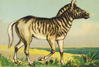 Q wie Quagga (oder Couagga, Zebra-Unterart ausgestorben 1883) von French School