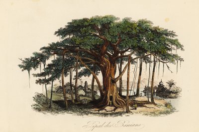 Heiliger Feigenbaum, Ficus religiosa, auch bekannt als Bodhi-Baum, Banianbaum, Banyanbaum, Pippalabaum, Peepulbaum, Peepalbaum oder Ashwattha-Baum von French School