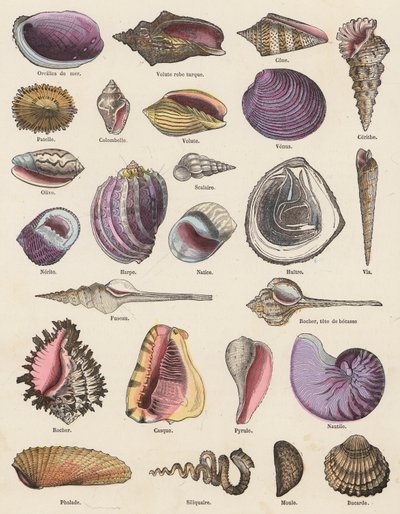 Muscheln von French School
