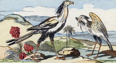 Sekretär. Gravur in "Buffon Alphabet des Oiseaux n 2" von French School