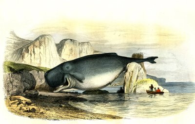 Pottwal (Physeter macrocephalus) - Tafel aus der Naturgeschichte von Bernard Germain de Lacepede (1856-1925), Ausgabe P.Furme, Paris von French School