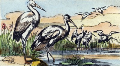 Storch. Gravur in "Buffon Alphabet des Oiseaux n 1" von French School