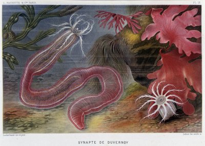 Sunapte de Duvernoy - in „Die Welt des Meeres“ von Alfred Fredol. Hrsg. Paris, Hachette von French School