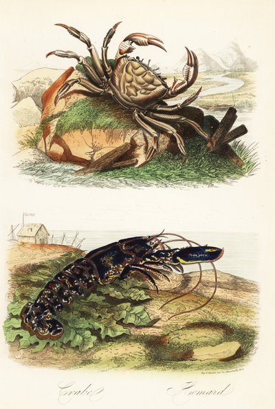 Tasmanischer Riesenkrebs, Pseudocarcinus gigas, und Europäischer Hummer, Homarus gammarus von French School