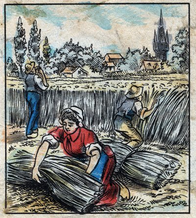 Textil, Flachs: Landwirtschaft. Sammelt Leinen, das zu einem Bündel zusammengefügt wird, um zu trocknen. Gravur. Epinal-Bildgebung Ende des 19. Jahrhunderts. von French School
