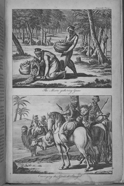 Die Mauren sammeln Gummi und transportieren das Gummi nach Senegal, Illustration aus 