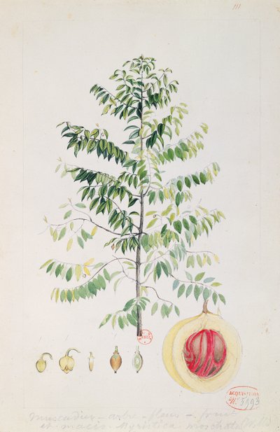 Der Muskatnussbaum, Blüte und Frucht von French School