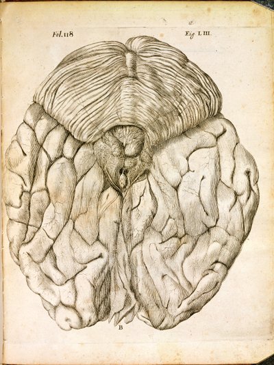 Die Struktur des Gehirns, aus De Homine Figuris von Rene Descartes (1596-1650) veröffentlicht in Den Haag, 1662 von French School