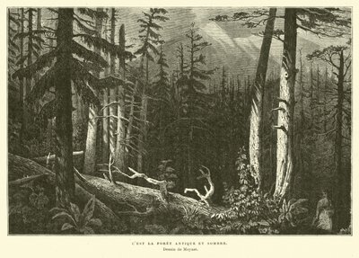 Der alte dunkle Wald von French School