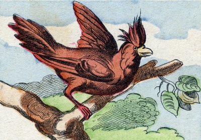 Der Kardinal. Gravur in "Buffon Alphabet des Oiseaux n 2" von French School