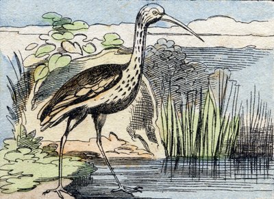 Der Brachvogel. Gravur in "Buffon Alphabet des Oiseaux n 2" von French School