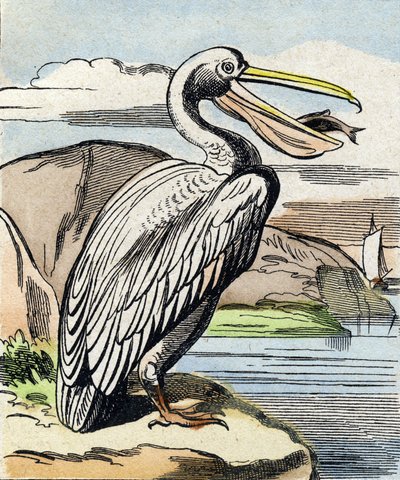 Der Pelikan. Gravur in "Buffon Alphabet des Oiseaux n 1" von French School