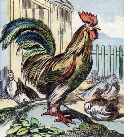 Der Hahn. Gravur in "Buffon Alphabet des Oiseaux n 2" von French School