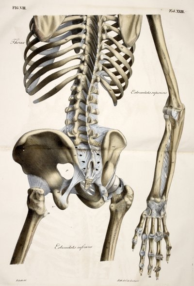 Thorax, aus Planches anatomiques du corps humain, ausgeführt nach den natürlichen Dimensionen, begleitet von einem erläuternden Text, veröffentlicht von dem Grafen von Lasteyrie von French School